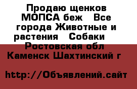 Продаю щенков МОПСА беж - Все города Животные и растения » Собаки   . Ростовская обл.,Каменск-Шахтинский г.